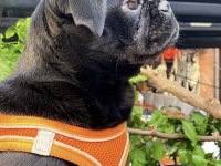 Siyah pug köpeğime ömürlük yuva arıyorum