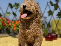 Tüy Dökmez Koku Yapmaz Toy Poodle Yavrular