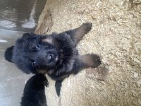Orjinal uzun tüy alman çoban köpeği yavrular