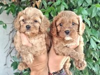 Maltipoo efsane bebekler