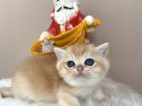 Ny12 Dişi British Shorthair