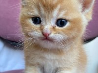 British shorthair safkan yavrular