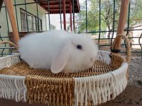 Hollanda teddy lop beyaz takım mavi gözlü tavşan
