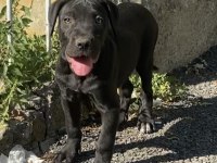 Dişi siyah cane corso yavrularım