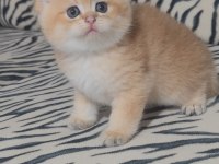 British shorthair kedisi