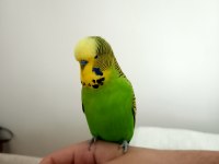 Jumbo muhabbet kuşu çiftiyle beraber