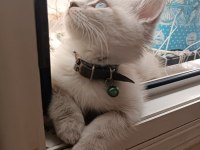 British blue point