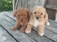 Maltipoo Yavru