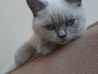 2 yaşında british shorthair kedimiz yuvasını arıyor