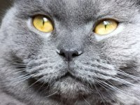 Scottish Fold Erkek Kısır