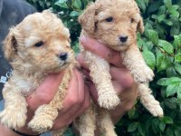 Irk garantili maltipoo yavrular