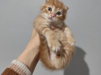 Scottish fold yavrularımız sahiplendirilecek