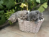 35 Günlük Safkan British Shorthair Yavruları Yuva Arıyor