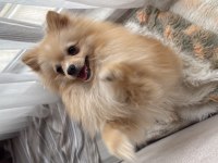 POMERANİAN 9 AYLIK