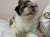 Shih tzu erkek bebek
