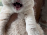 Saf kan golden british shorthair (şecereli)