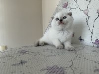Bal Küpü Kar Topu Blue Point Scottish Fold Bebekler
