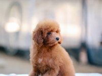 TOY POODLE BEBEK KÖPEKLERİMİZ