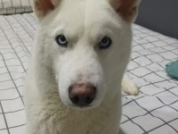 6 aylık erkek husky