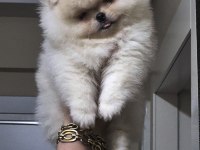 Pomeranian boo üst kalite kısa burun DİŞİ