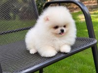 Pomeranian Boo üst düzey