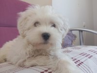 4 aylık maltese terrier satılık