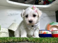 MALTESE TERRİER YAVRULARI