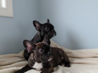 French bulldog yavrular