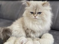 British longhair 2.5 yaşında