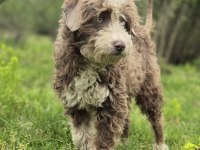 Trde nadir bulunan ırklardan ausiedoodle yavrumuz