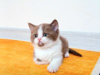 Cinnamon Bicolor Nadir Renk British Bebekler