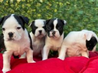 Irk ve Sağlık Garantili French Bulldog Yavrular