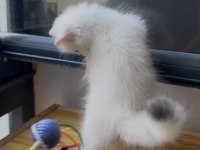 Masmavi Gözlü Golden Point Ny1133 British Longhair