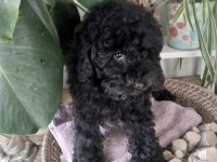 Şecereli 2 kardeş poodle