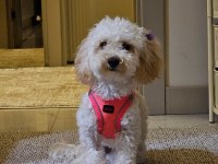 1 Yaşında Dişi Toy Poodle