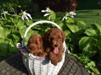 Boy Ve Kg Ram Garantili Aşılı Pasaportlu Toy Poodle