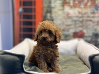Toy Poodle Güzelliği @petclubadanaa