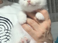 Beyaz Safkan British Shorthair Yavrular