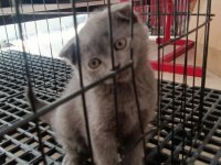 Evinize neşe katacak scottish fold