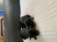 1 erkek 1 dişi rezerveye açık yorkshire terrier