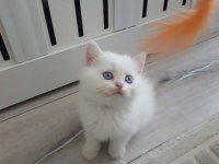 British shorthair golden point erkek