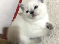 British Shorthair Blue Point Yavru