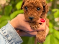A Kalite Sağlık Irk Garantili Toy Poodle Yavrularım