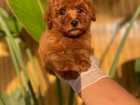Toy Poodle Yavruları