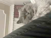 Kısır dişi british longhair