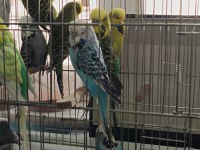 Show jumbo muhabbet kuşu