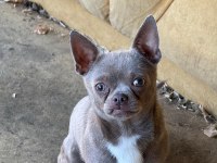 Lilac erkek teacup chihuahua