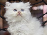 British Longhair güzelliği