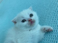 Sütten yeni kesilen scottish fold yavrularım