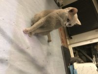 Minik scottish fold yavru kediler yeni yuvalarını arıyor